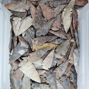 May include: A collection of various-sized, stone arrowheads in shades of gray, brown, and tan. The arrowheads are contained in a clear plastic bin. The arrowheads have a triangular shape with notched bases.