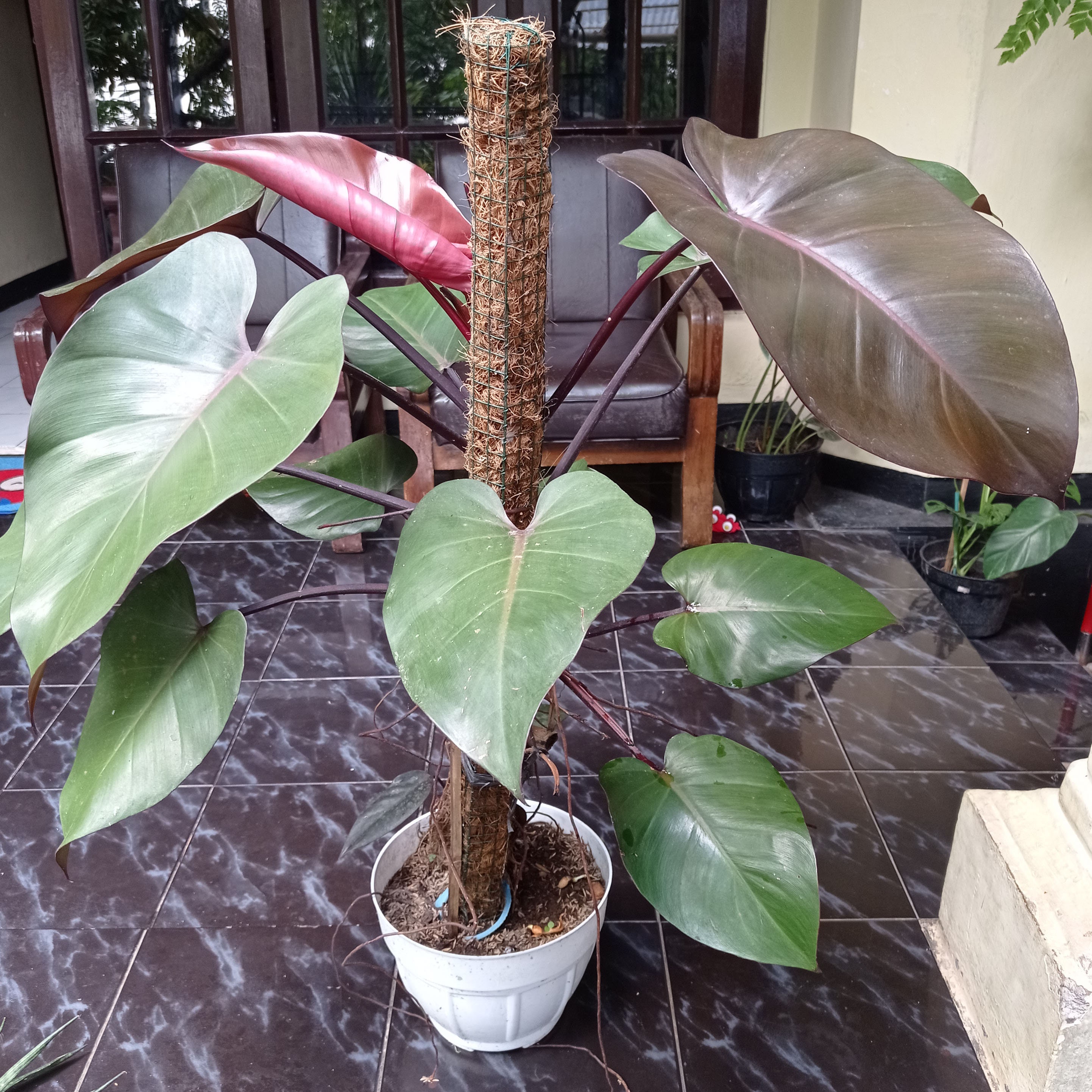 Indonesia Natural 2-6 Stem PHILODENDRON BLACK MAJESTY | Etsy