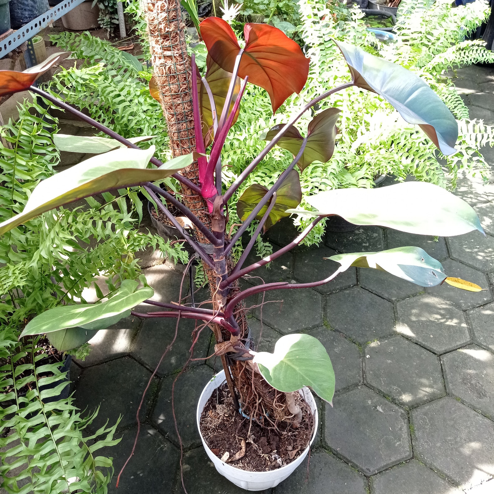 Indonesia Natural 2-6 Stem PHILODENDRON BLACK MAJESTY | Etsy