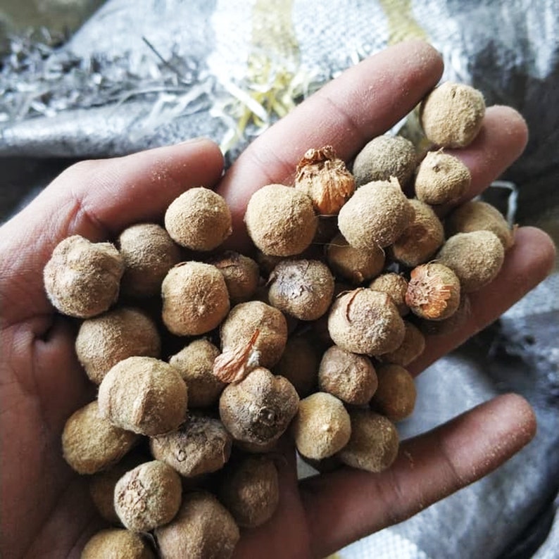 Indonesian Natural 10 200 SEEDS INDONESIA TEAK Tectona Etsy