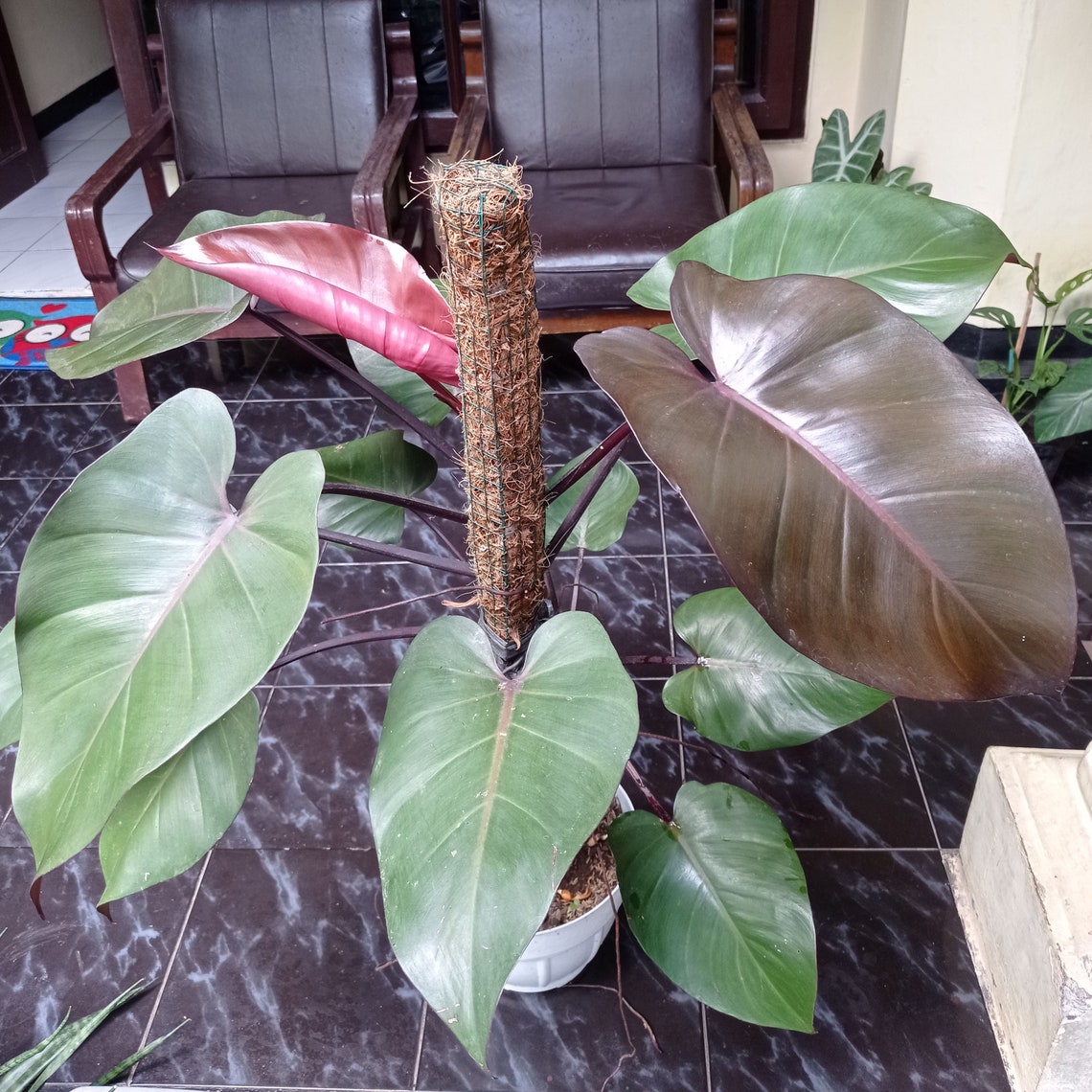 Indonesia Natural 2-6 Stem PHILODENDRON BLACK MAJESTY | Etsy