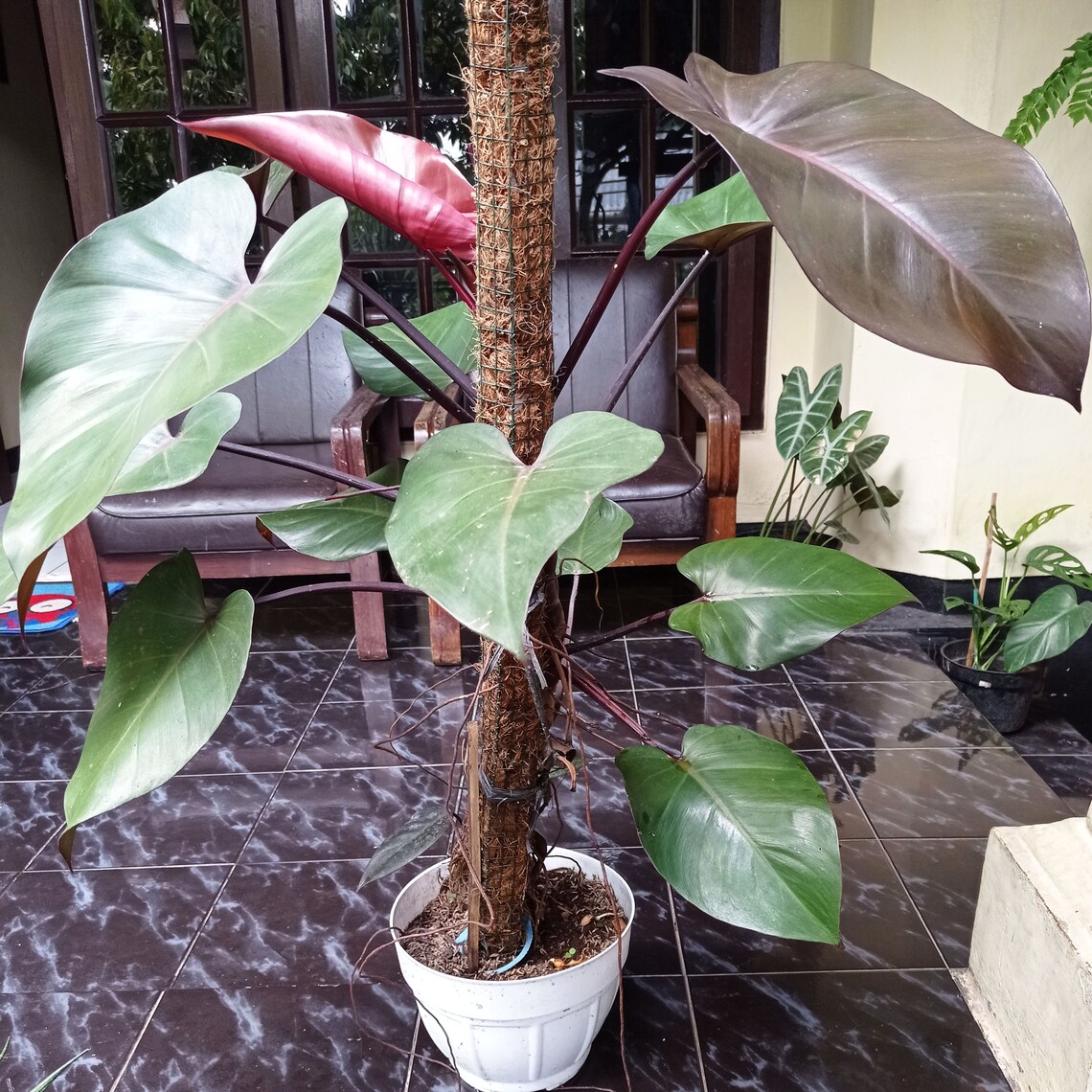 Indonesia Natural 2-6 Stem PHILODENDRON BLACK MAJESTY | Etsy