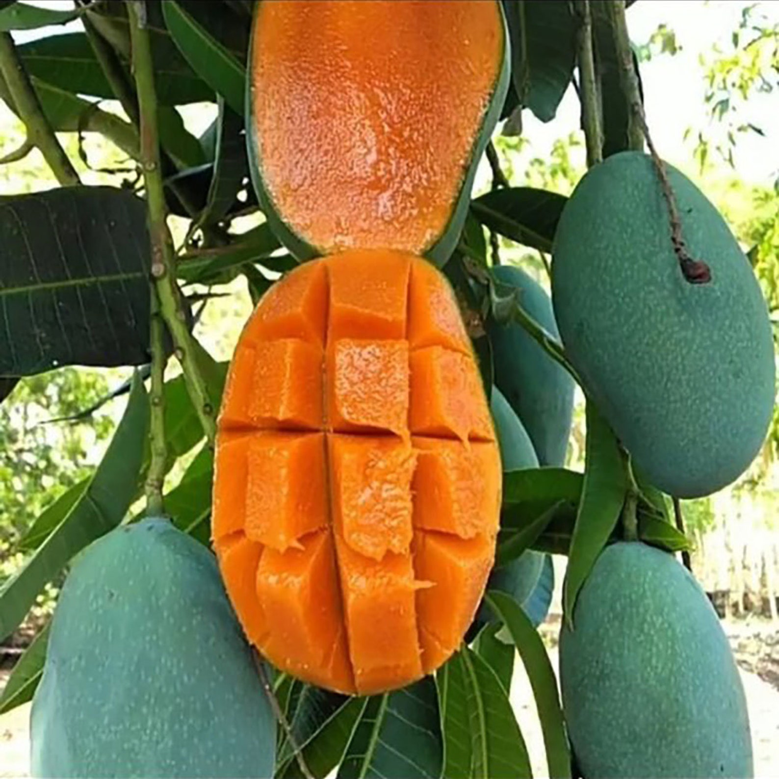 Indonesia Natural 6 25 FRESH SEEDS MANGO Indonesian Etsy