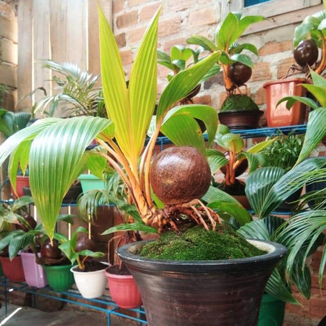 Indonesia Natural FRESH COCONUT BONSAI Sprouted Coconut Etsy