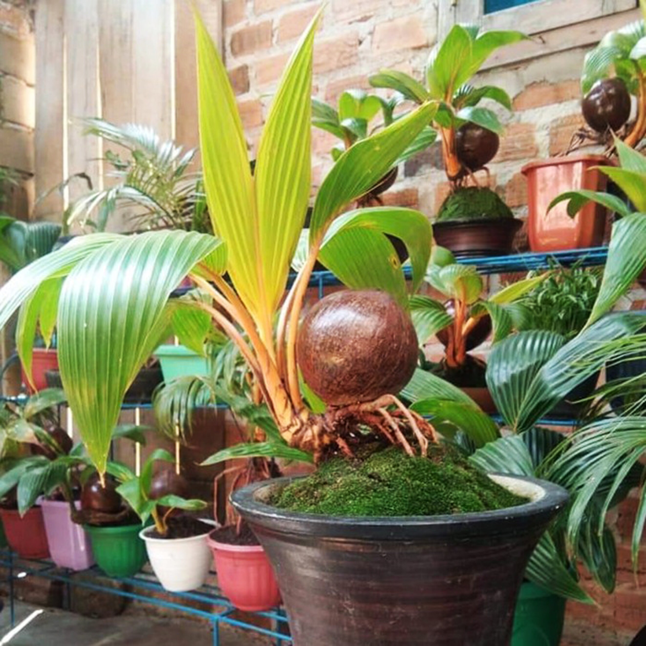 Indonesia Natural FRESH COCONUT BONSAI Sprouted Coconut Etsy