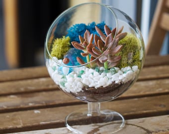 Creations by Nathalie 6" Glass Chalice Live Succulent Terrarium Kit, Moss, Healing Crystals & Rocks, Tools, Fairy Garden Figurine