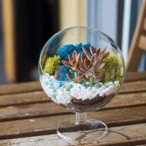 Creations by Nathalie 6" Glass Chalice Live Succulent Terrarium Kit, Moss, Healing Crystals & Rocks, Tools, Fairy Garden Figurine