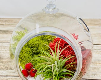 Reindeer Moss and Rocks *DIY Terrarium Plant Kit* Creations by Nathalie Holiday Decorations Kids Christmas Holiday Ornament Terrarium with Live Air Plant 5 Acrylic Globe Metal Stand