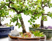 Creations by Nathalie-Live Dwarf Jade Plant Mini Bonsai Succulent Garden w Ceramic Base, Decorative Rocks Healing Crystals-Florida-grown