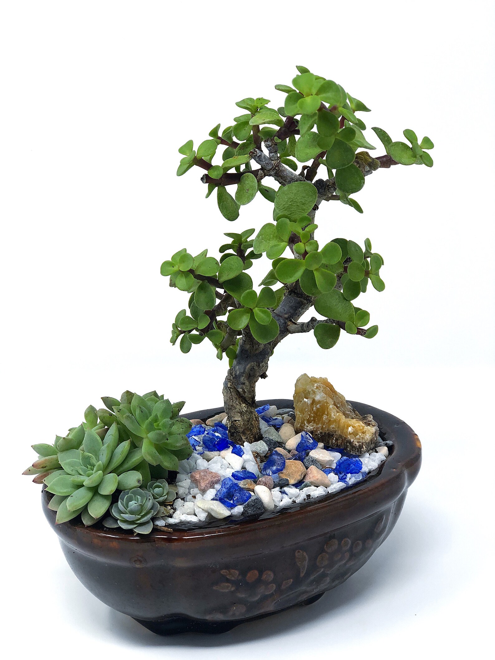 Mini Jade Bonsai Succulent Garden with Ceramic Base Etsy