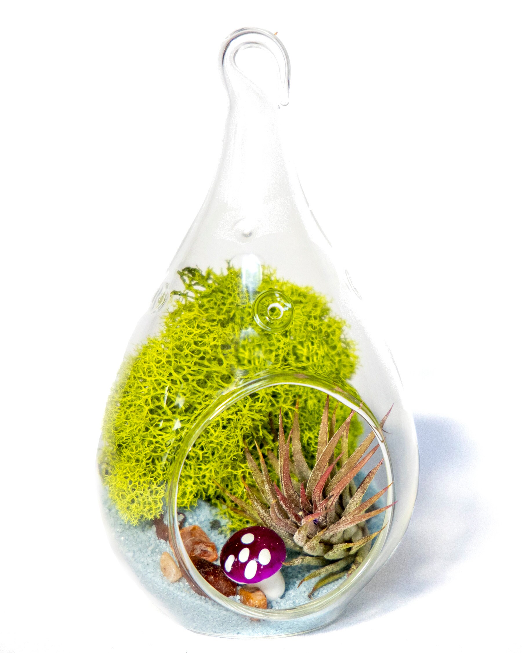 Creations by Nathaliediy Terrarium Kit W/ Live Air Plant Etsy