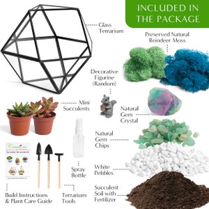 K&ouml;nnte beinhalten: Ein Sukkulenten-Terrarium-Set mit einem geometrischen Glasterrarium, zwei Mini-Sukkulenten in braunen T&ouml;pfen, konserviertem gr&uuml;nem und blauem Rentiermoos, einer Eichh&ouml;rnchenfigur, einem nat&uuml;rlichen Edelsteinkristall, gr&uuml;nen Edelsteinsplittern, wei&szlig;en Kieselsteinen, Erde, Werkzeugen und einer Anleitung.