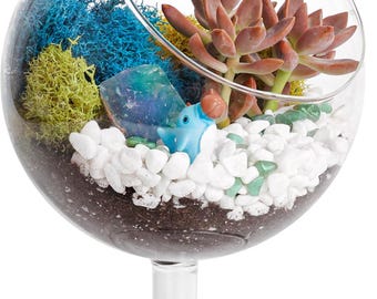 DIY Succulent Terrarium Kit: Live Plant Gift Set, Glass Chalice Bowl