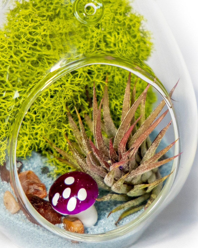 Creations by Nathaliediy Terrarium Kit W/ Live Air Plant Etsy