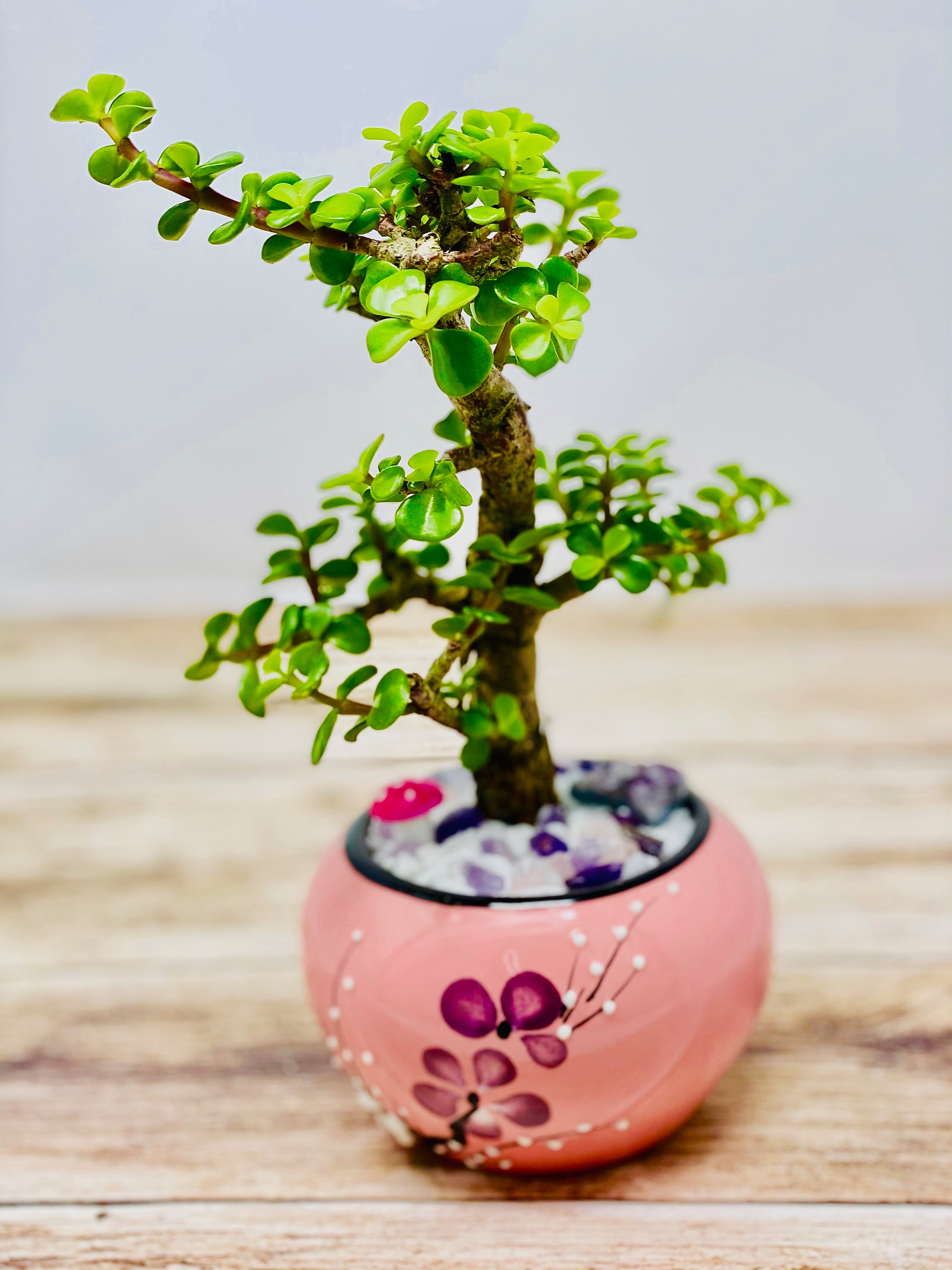 Mini Jade Bonsai with Ceramic Base and Gem Crystal Etsy