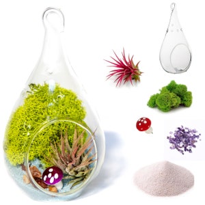 DIY Terrarium Kit – Live Air Plant in Teardrop Glass with Moss Air Plant – Hobby Kit for Adults and Kids, Indoor Home Decor Gift