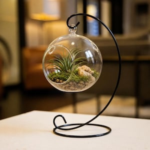 May include: A clear glass terrarium with a small air plant, rocks, and moss inside. The terrarium is suspended from a black metal stand with a curved design. The stand has a circular base and a hook at the top for hanging the terrarium.
