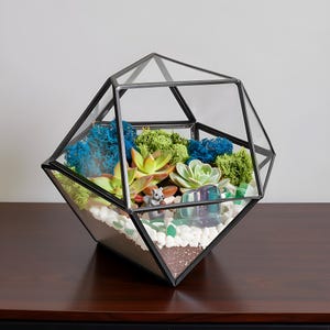 K&ouml;nnte beinhalten: Ein geometrisches Glasterrarium mit schwarzem Metallrahmen, gef&uuml;llt mit gr&uuml;ner und blauer konservierter Moos, verschiedenen Sukkulenten, wei&szlig;en Kieselsteinen, einer kleinen grauen Eichh&ouml;rnchenfigur und einem durchscheinenden blauen Stein auf Erde.