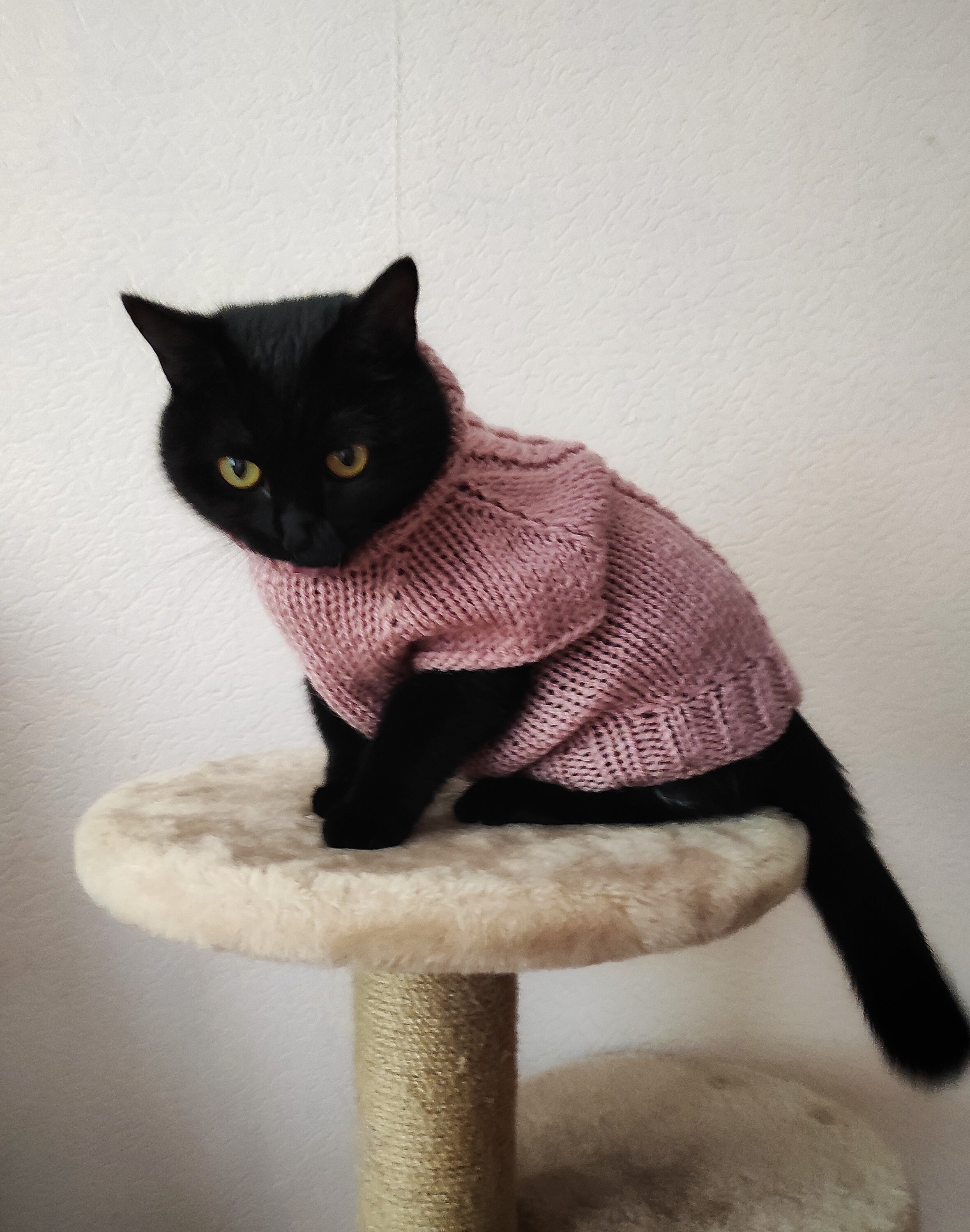 Cable sweater for cat Knit clothes for cats Hand knit pet Etsy