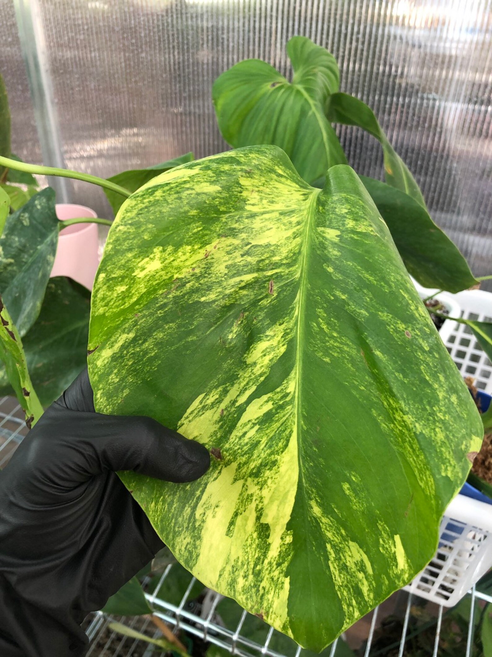 Monstera deliciosa variegated yellow splash RARE Etsy