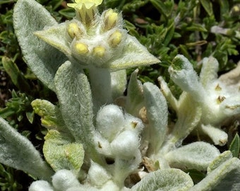 Thé Grec des Montagnes (Sideritis syriaca) 25 Graines BIO