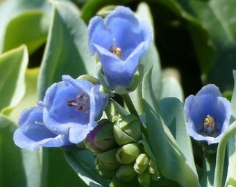 Mertensia maritima (Plante Huître, Plante comestible) 10 Graines BIO