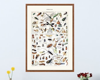 Impresión vintage de insectos, entomología francesa, arte científico educativo