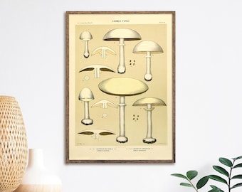 Vintage Mushroom Print, Kitchen Wall Art, 19th Century Illustration