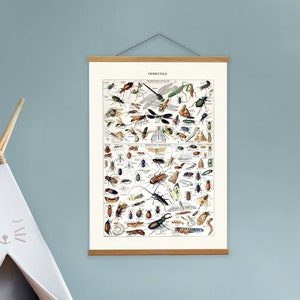 Vintage Science School Leinwand Wandkunst und Holz Aufhänger für das Schlafzimmer Ihres Kleinen, Naturgeschichte Leinwand Poster, Insekt Käfer Druck