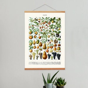 Printable Botanical Wall Decor, Vintage Fruit Print for Your Kitchen Decor, Printable Fruit Illustration, Printable Kitchen Wall Art