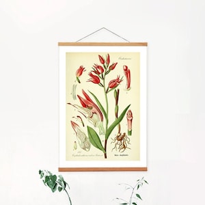 May include: A botanical illustration of a red flower with green leaves and roots. The illustration is framed and hanging on a white wall. There are plants in pots and a gray sofa in the background.