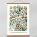 see more listings in the Botanical Prints section