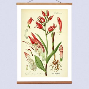 May include: A vintage botanical illustration of a Cephalanthera rubra orchid, also known as the Red Helleborine. The illustration shows the plant's flowers, leaves, and roots in detail. The text "Orchidaceae", "Cephalanthera rubra Richard", and "Water Hafflinder" is included in the image.