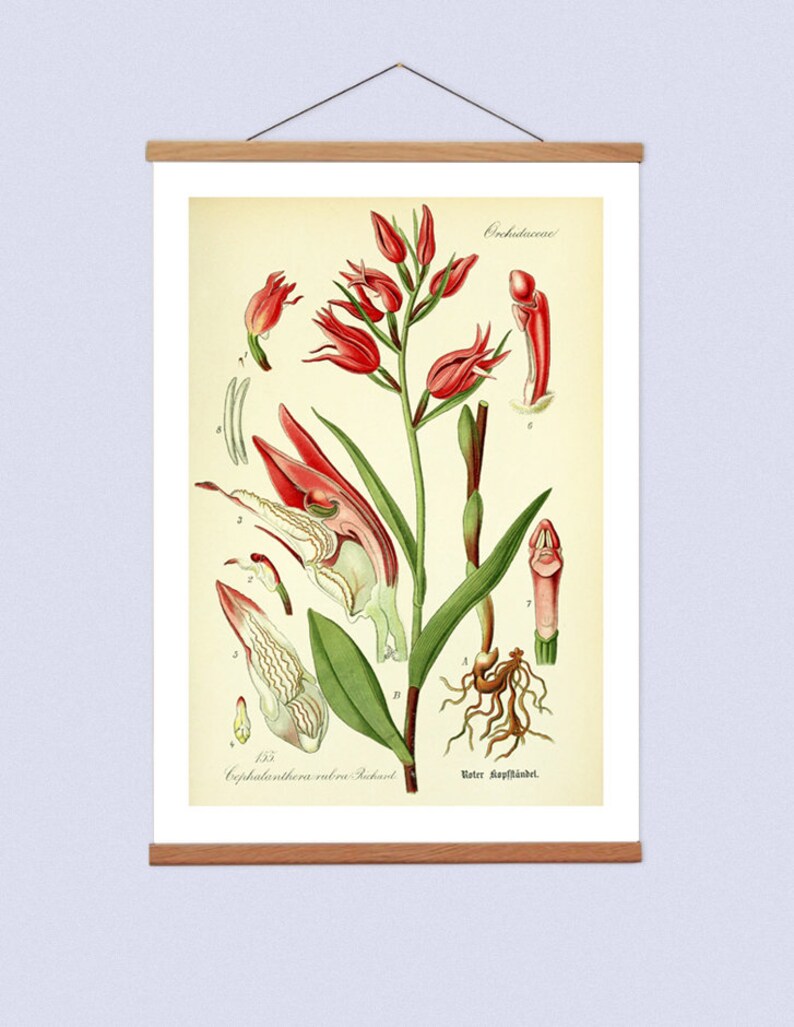 May include: A vintage botanical illustration of a Cephalanthera rubra orchid, also known as the Red Helleborine. The illustration shows the plant's flowers, leaves, and roots in detail. The text "Orchidaceae", "Cephalanthera rubra Richard", and "Water Hafflinder" is included in the image.