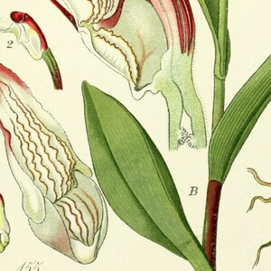 May include: A botanical illustration of a pink and white orchid with green leaves and a red stem. The illustration is labeled "155.  Phalanthera rubra Richard."