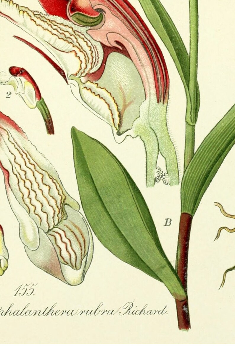 May include: A botanical illustration of a pink and white orchid with green leaves and a red stem. The illustration is labeled "155.  Phalanthera rubra Richard."