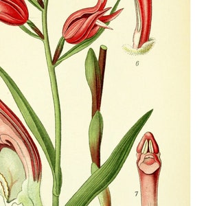 May include: A botanical illustration of a pink and white orchid with green leaves and a red flower bud. The illustration is labeled with the letter "A" and the numbers "6" and "7".