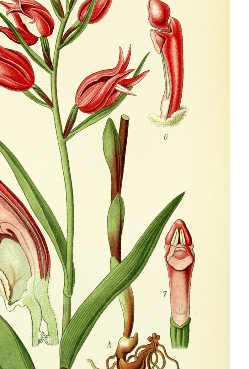 May include: A botanical illustration of a pink and white orchid with green leaves and a red flower bud. The illustration is labeled with the letter "A" and the numbers "6" and "7".