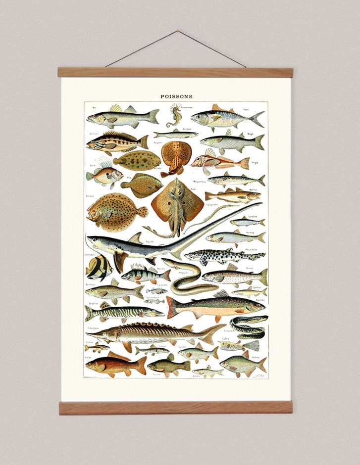 School fish poster