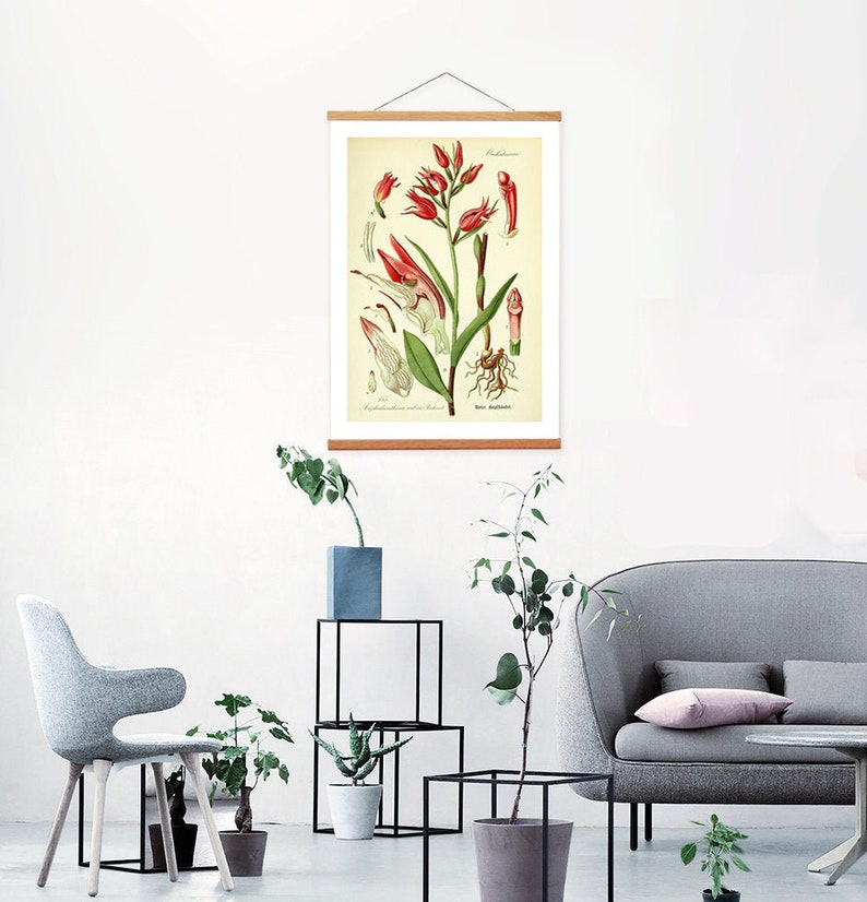May include: A botanical illustration of a red flower with green leaves and roots. The illustration is framed and hanging on a white wall. There are plants in pots and a gray sofa in the background.