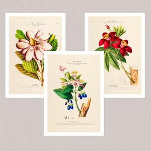 Botanical Set of 3 Prints, Botanical Print Set of 3, Modern Wall Art ...