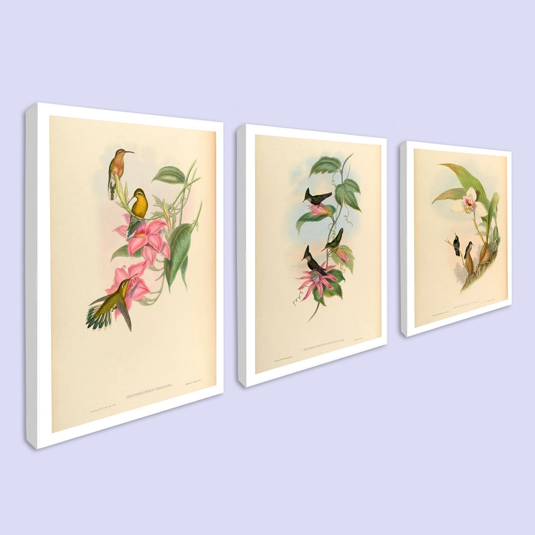 Vintage Hummingbird Canvas Prints, Set of 3, 19th Century Art (rolled ...