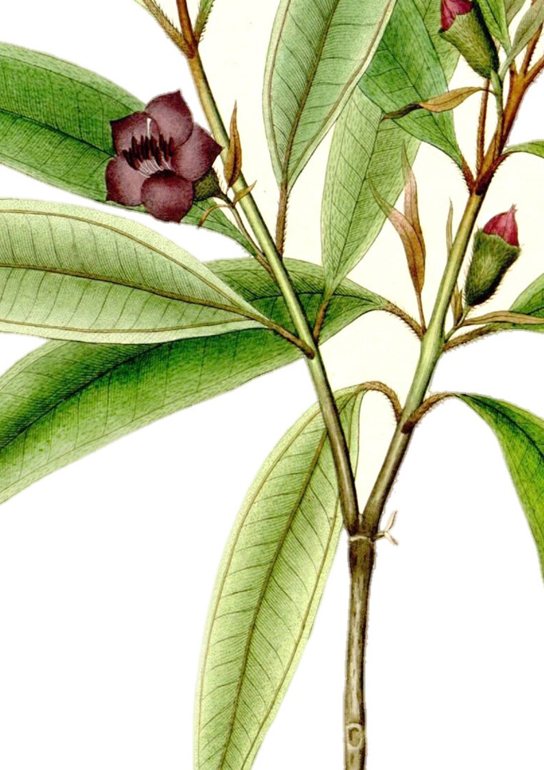 Set of 3 Canvas Prints Botanical Canvas Print Set of 3 Etsy UK