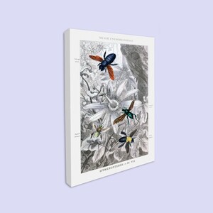 May include: A vintage illustration of four insects on a white flower with grey leaves. The insects are a black and orange bee, a green and blue bee, a yellow and black bee, and a green and yellow bee. The illustration is titled "MUSEE ENTOMOLOGIQUE HYMENOPTERES - Pl. VII"