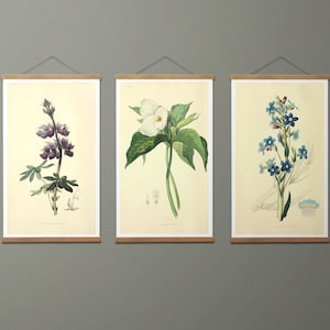 Könnte beinhalten: Drei botanische Kunstdrucke mit detaillierten Blumenillustrationen. Die Drucke sind mit Holzleisten gerahmt und mit silberfarbenen Kordeln aufgehängt. Die Blumen umfassen lila, weiße und blaue Blüten, vor einem cremefarbenen Hintergrund.