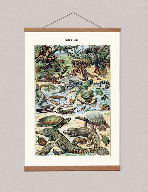 reptile wall art