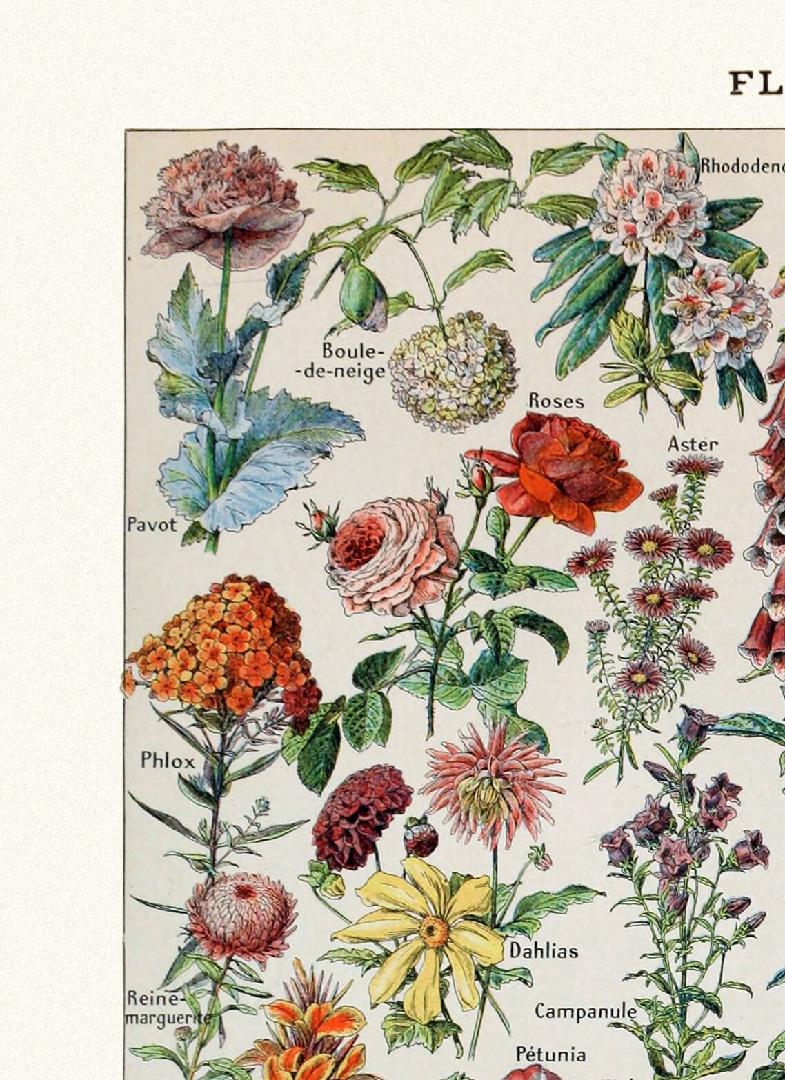 Printable Botanical Wall Decor Vintage Botanical Print for | Etsy