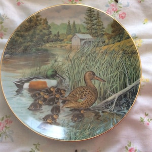 Limited addition Living with Nature & Jenner’s Ducks - “The Northern Shoveler”