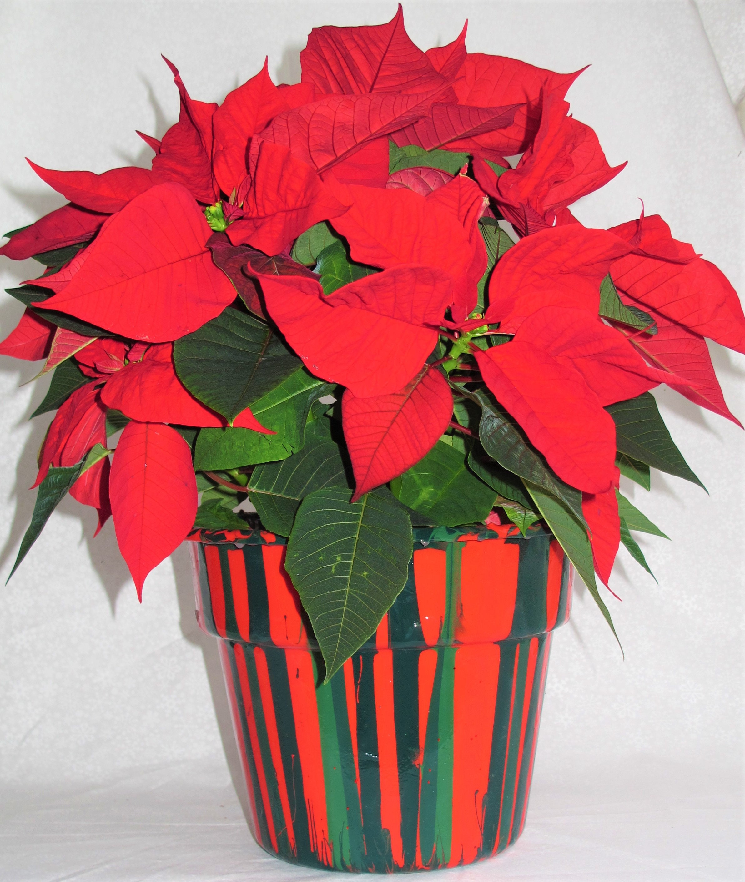 Poinsettia Pot Bright and festive holiday flower pot Etsy