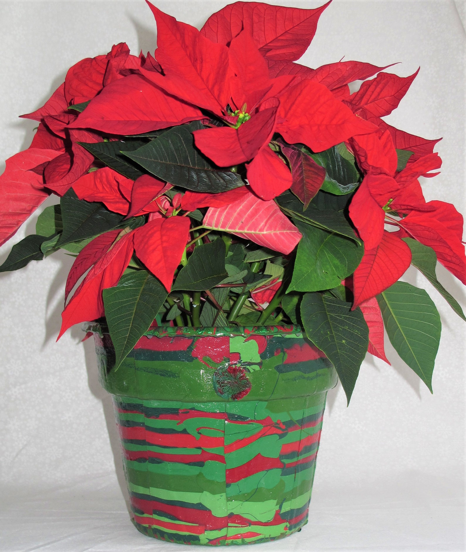 Poinsettia Pot Bright and Festive Holiday Flower Pot Etsy